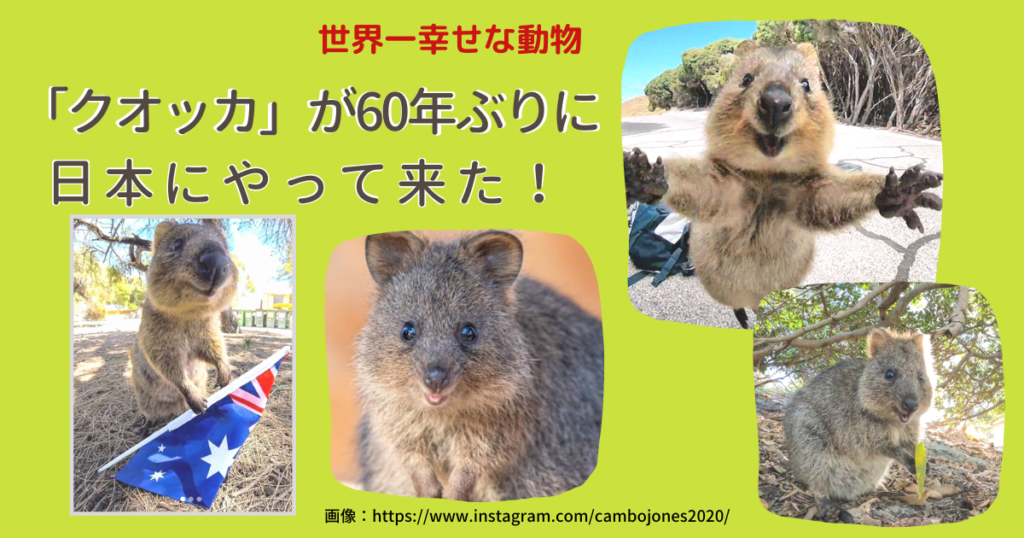 60年ぶり日本に 世界一幸せな動物 クオッカ どこで会える